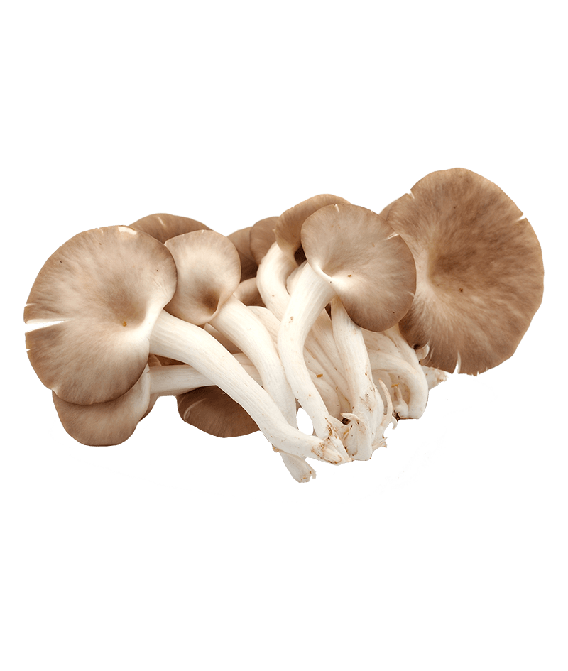 Austernpilze-online-kaufen-liefern-Karlsruhe-Früchtepost