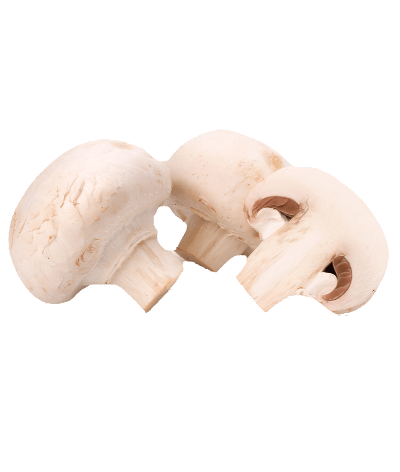 Champignon-online-kaufen-liefern-Karlsruhe-Früchtepost