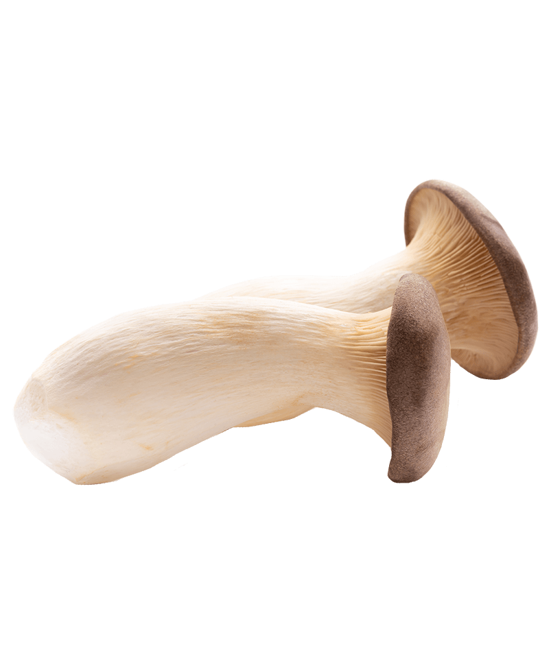 Kräuterseitlinge-online-kaufen-liefern-Karlsruhe-Früchtepost